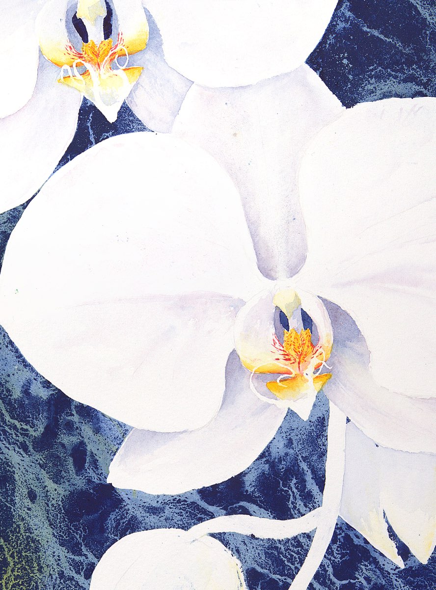 Orchid watercolor by Nathaniel Norton